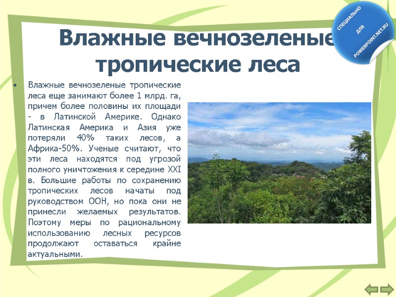 Влажные вечнозеленые тропические леса  Влажные вечнозеленые тропические леса еще занимают более 1 млрд.
